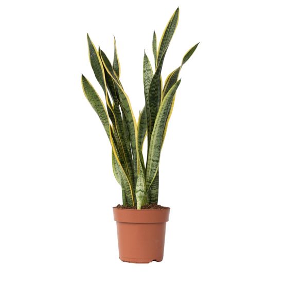 Makonkasvi - Sansevieria trifasciata Laurentii - Korkeus 65-75cm - ⌀21cm