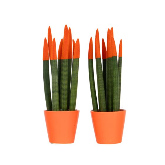 Velvet-käärmekasvi - 2 kpl - Sansevieria cylindrica - Korkeus 20-40cm - ⌀9cm