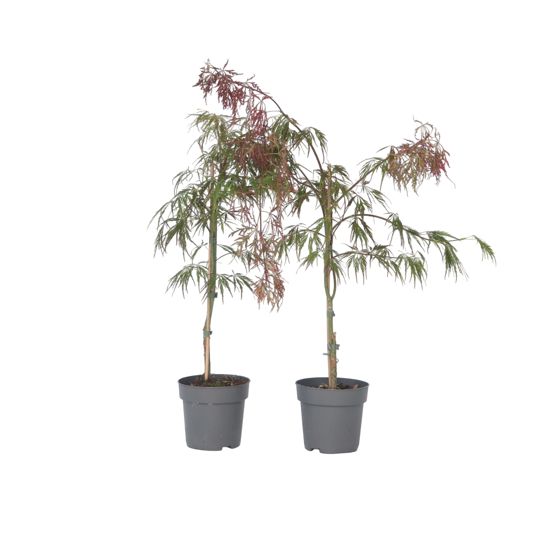 Japanin vaahtera - 2 kpl - Acer palmatum 'Inaba-shidare' - K30-40cm - ⌀13cm