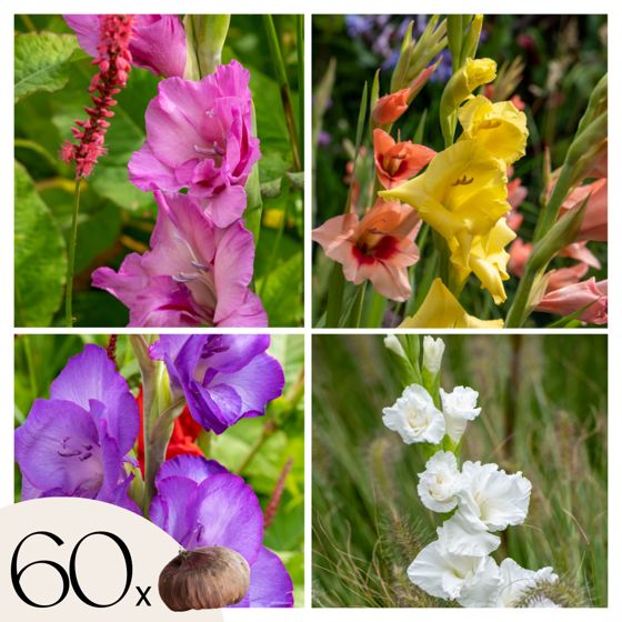 Gladiolus - 60 kpl - Gladiolus Mix - Kukkasipulit