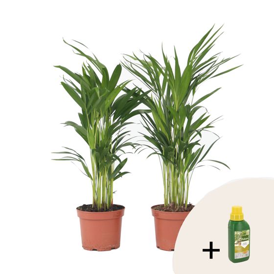 Arekapalmu - 2 kpl - Dypsis lutescens - Korkeus 60-70cm - ⌀17cm