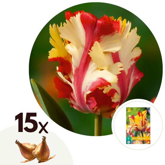 Tulppaaninsipulit - 15 kpl - Tulipa 'Flaming Parrot' - Kukkasipulit - Valkoinen