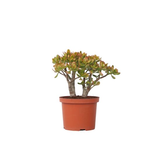 Jadekasvi - Crassula ovata 'Sunset' - Korkeus 45-50cm - ⌀23cm