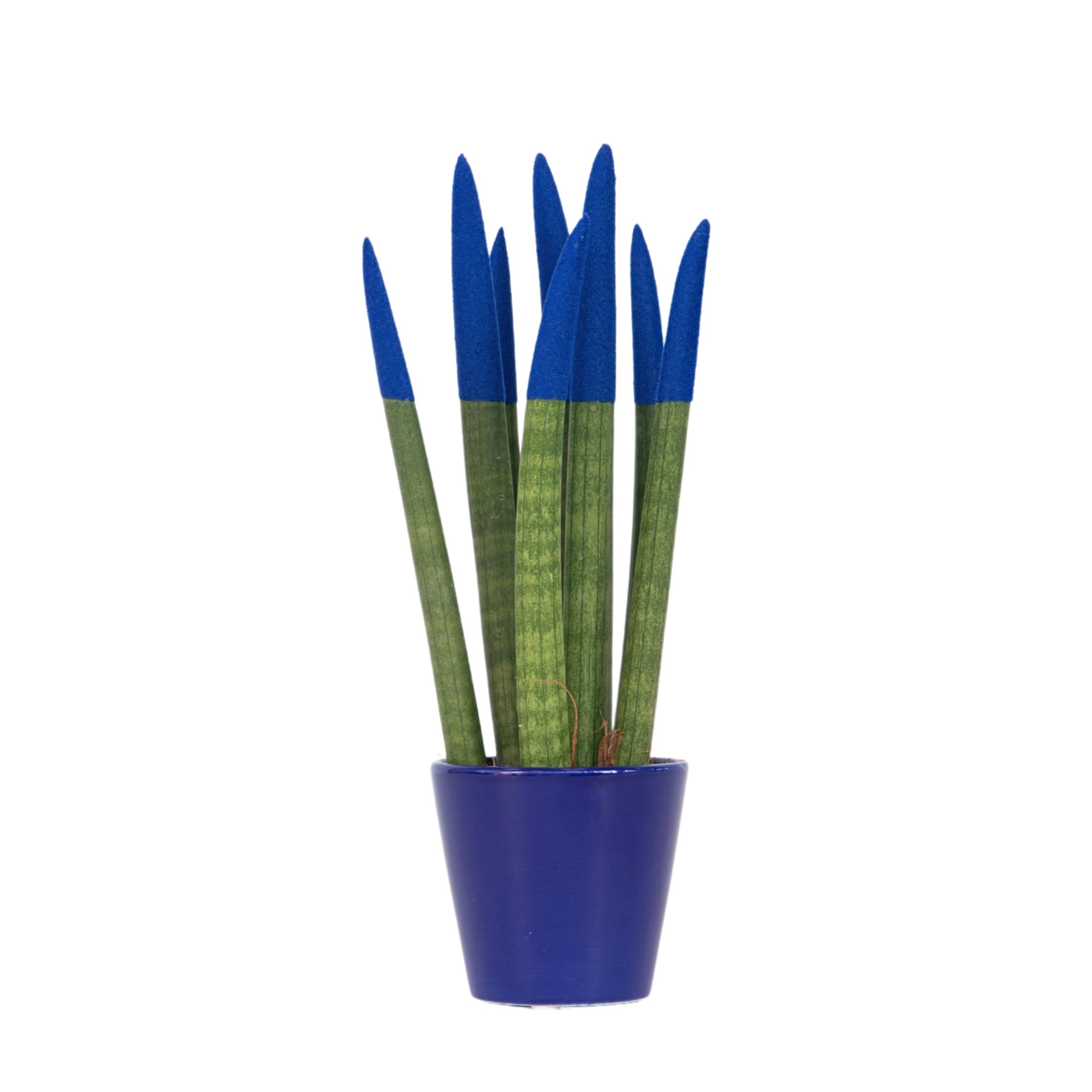 Velvet-käärmekasvi - Sansevieria cylindrica - Korkeus 20-40cm - ⌀9cm