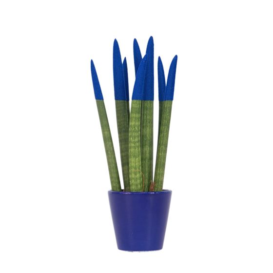 Velvet-käärmekasvi - Sansevieria cylindrica - Korkeus 20-40cm - ⌀9cm