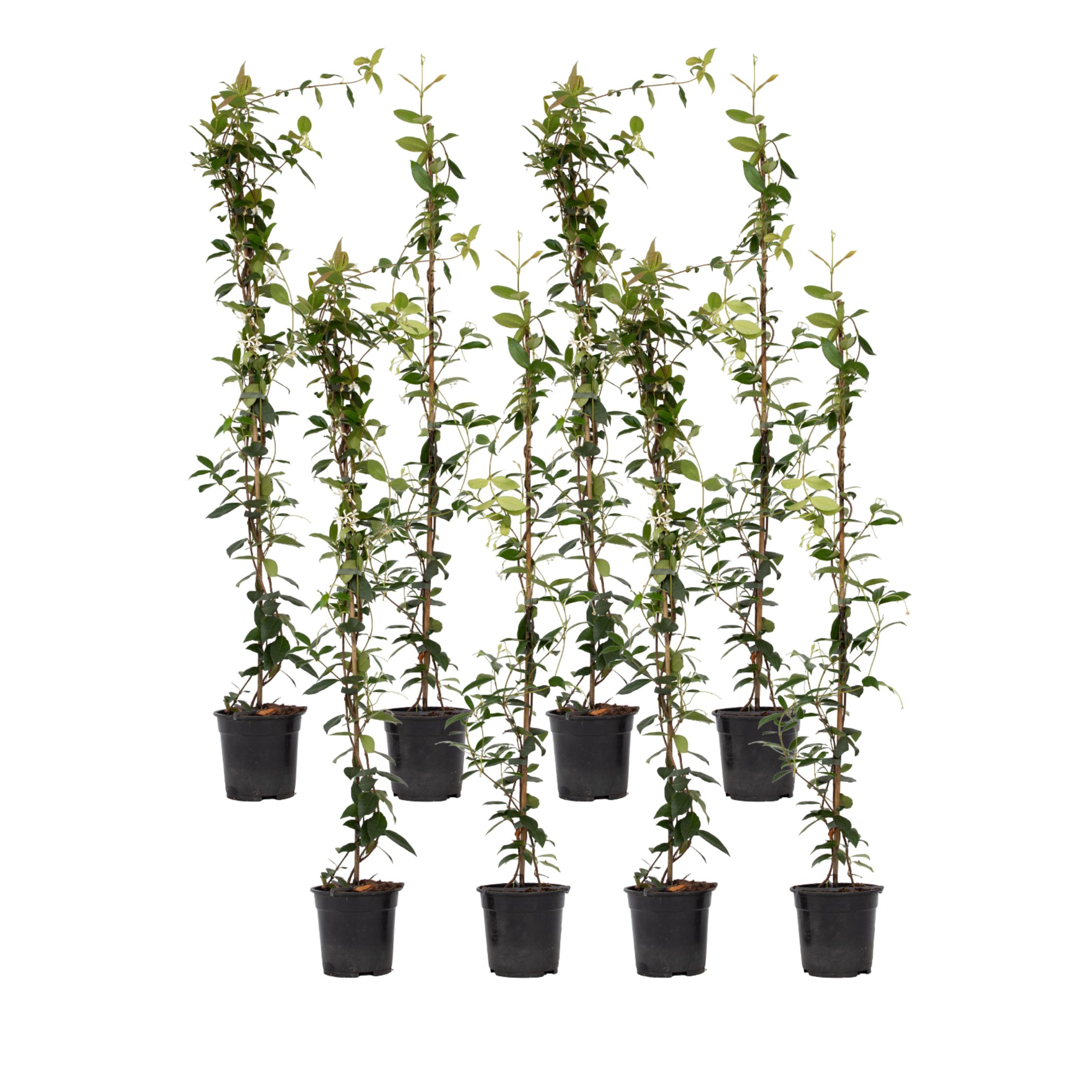 Jasmiinitähti - 8 kpl - Trachelospermum jasminoides - Korkeus 110-120cm - ⌀17cm