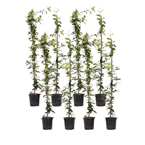 Jasmiinitähti - 8 kpl - Trachelospermum jasminoides - Korkeus 110-120cm - ⌀17cm
