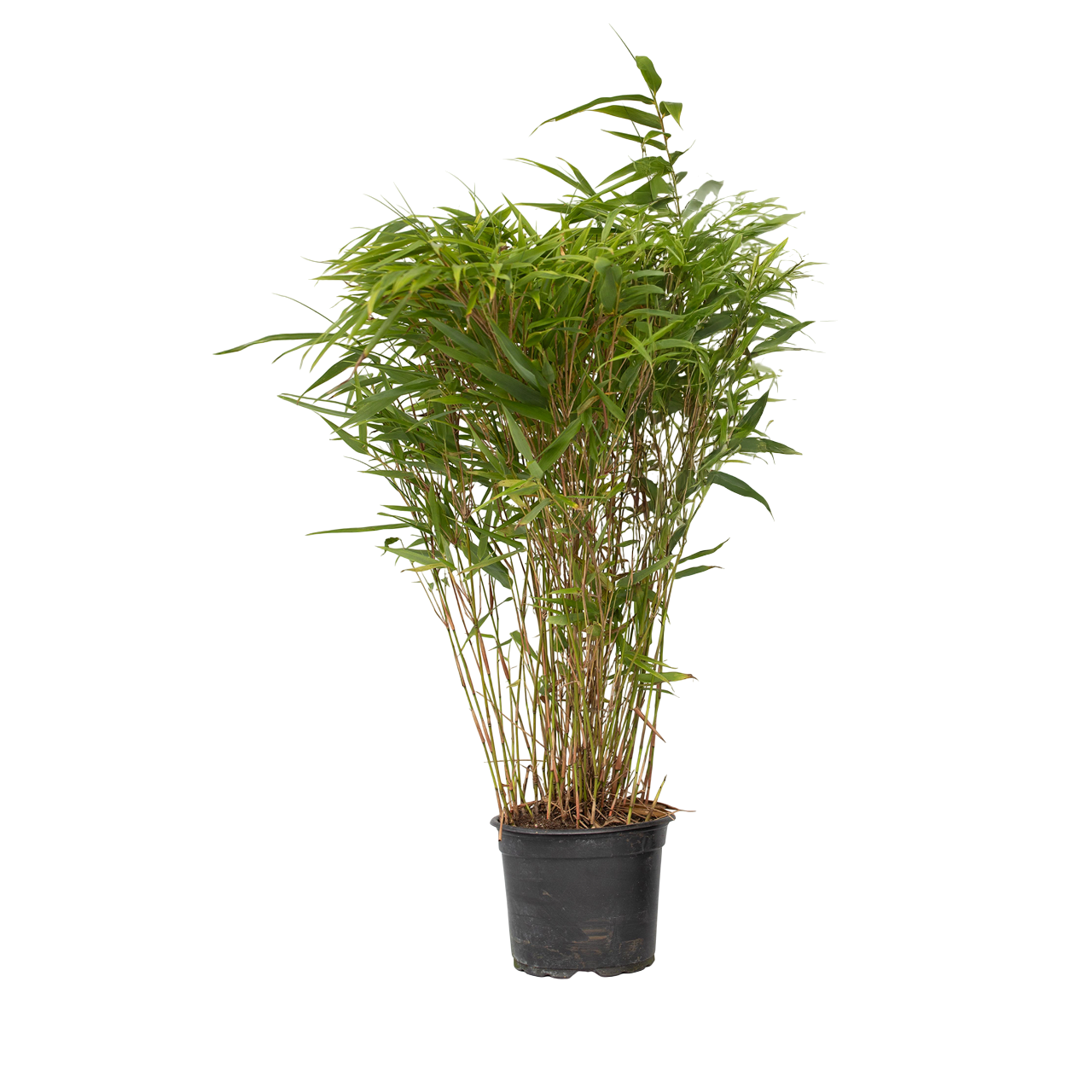 Kiinanpursubambu - Fargesia nitida 'Gansu' - Korkeus 50-70cm - ⌀17cm