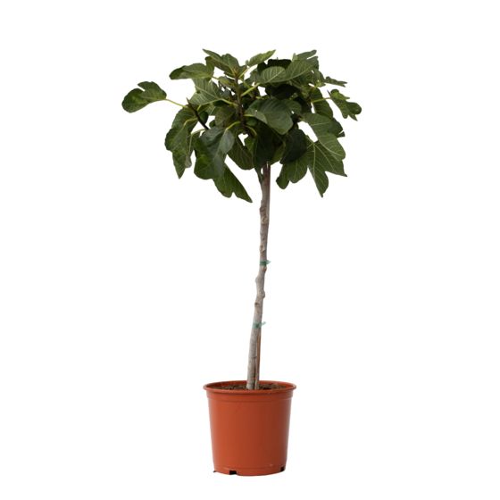 Tavallinen viikuna - Ficus carica - Korkeus 70-90 cm - ⌀21 cm