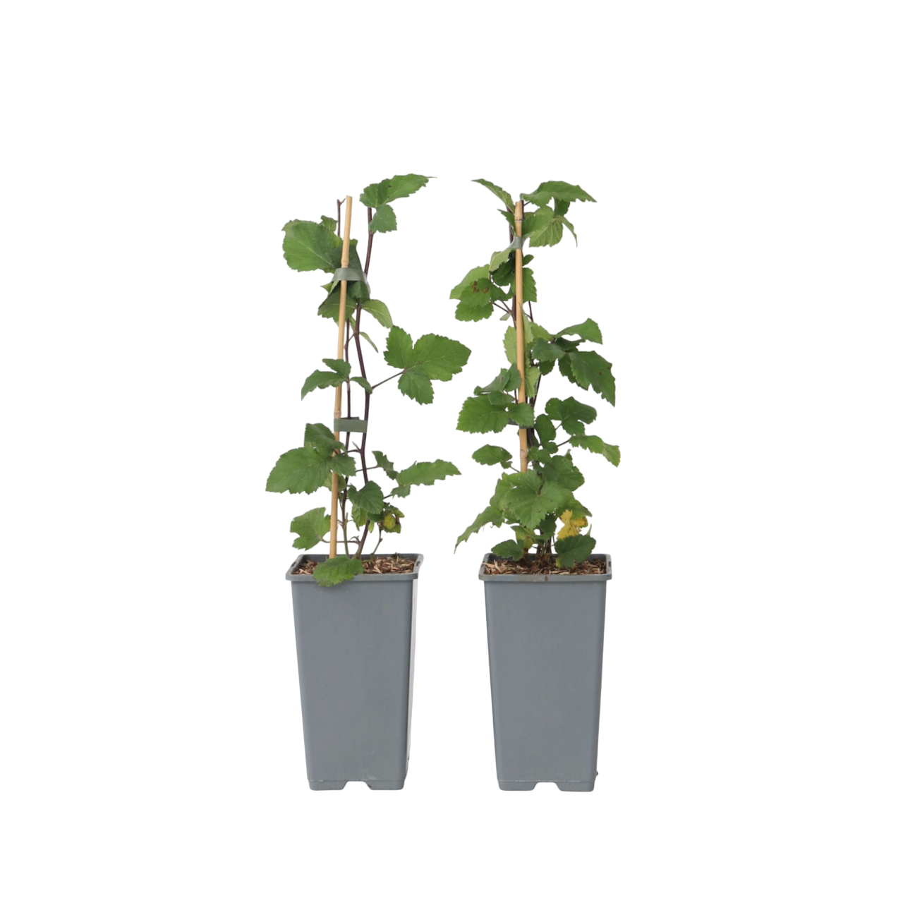 Karviaiskasvi - 2 kpl - Ribes rubrum 'Jonkheer van Tets' - K50-60cm - ⌀15cm