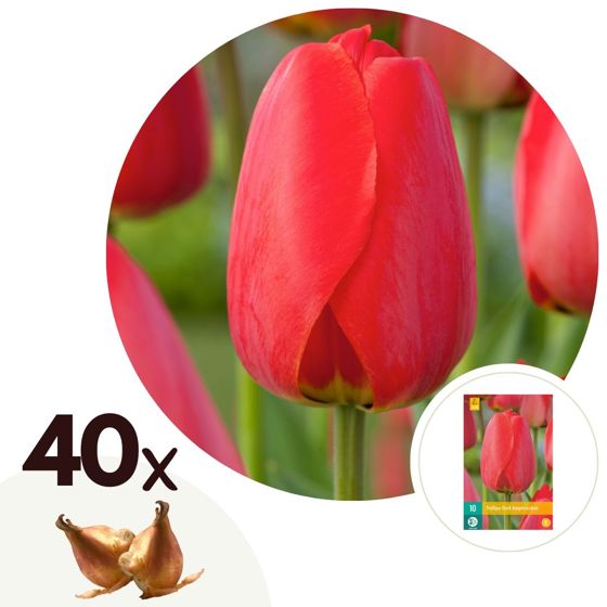 Tulppaaninsipulit - 40 kpl - Tulipa 'Red Impression' - Kukkasipulit - Punainen