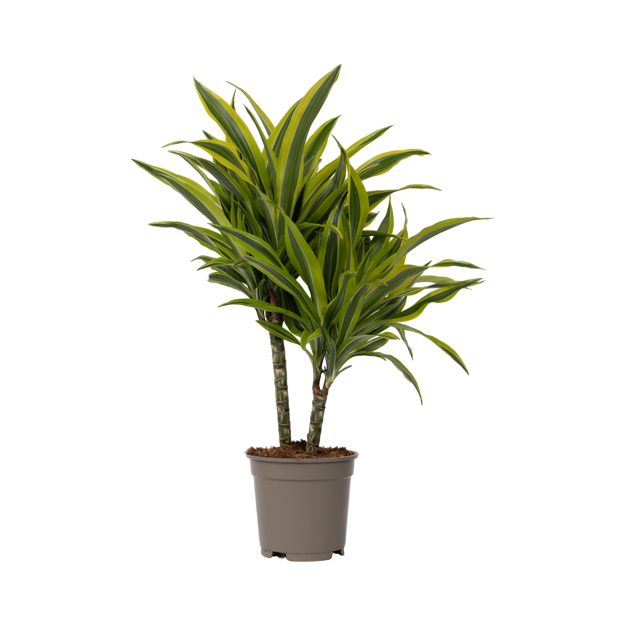 Lohikäärmipuu - Dracaena deremensis 'Lemon Lime' - Korkeus 60-70cm - ⌀17cm