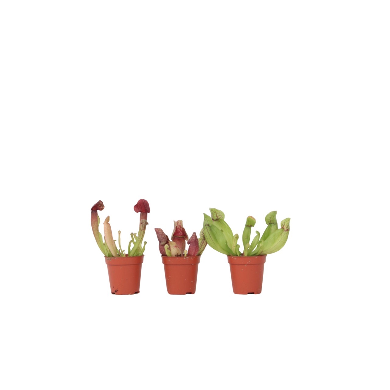 Lihansyöjäkasvi - 3 kpl - Sarracenia purpurea - Korkeus 10cm - ⌀55cm