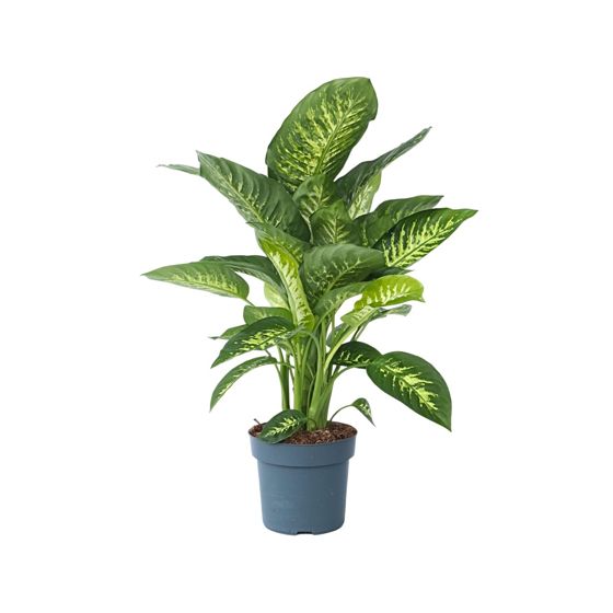 Tuppuköynnös - Dieffenbachia 'Tropic' - Korkeus 70-80 cm - ⌀24 cm