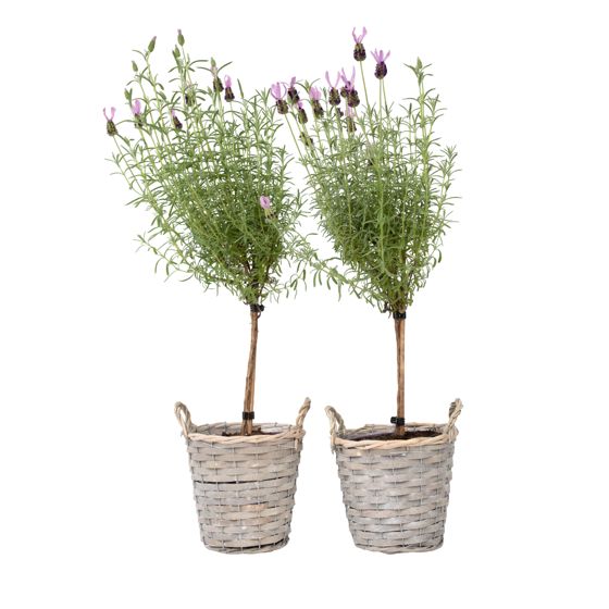 Laventeli - 2 kpl - Lavandula stoechas 'Anouk' - Korkeus 45-55cm - ⌀15cm