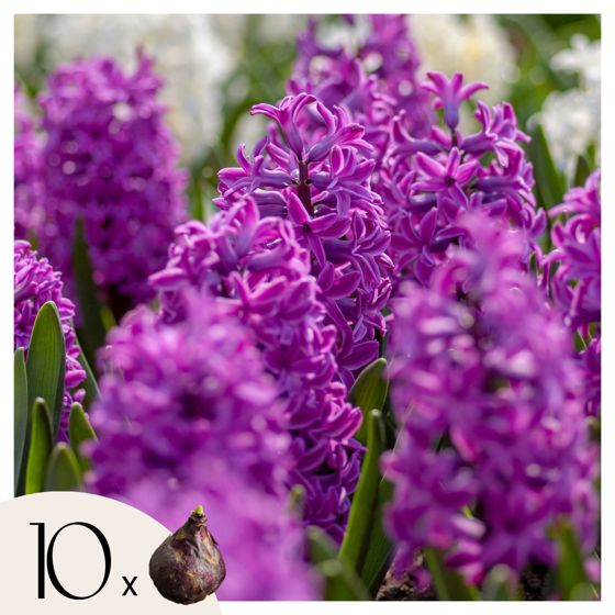 Hyasintinsipulit - 10 kpl - Hyacinthus 'Purple Voice' - Kukkasipulit