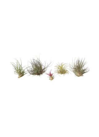Ilmakasvi - 5 kpl - Tillandsia - Korkeus 5-15cm - ⌀5cm