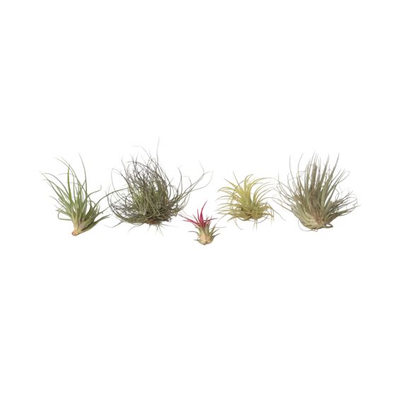 Ilmakasvi - 5 kpl - Tillandsia - Korkeus 5-15cm - ⌀5cm