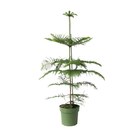 Norfolkinsaaren mänty - Araucaria heterophylla - Korkeus 70-80 cm - ⌀21 cm