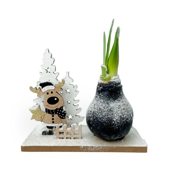 Amaryllis - Hippeastrum 'Talvinen Ihmemaa Poro'