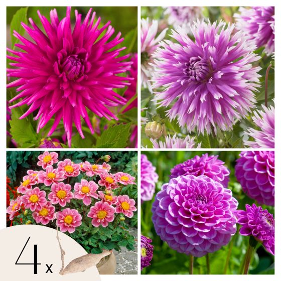 Daalian juurakot - 4 kpl - Dahlia 'Purple Love' - Kukkasipulit
