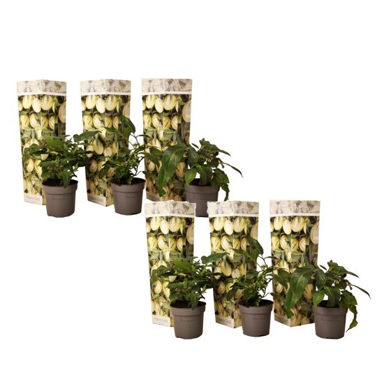 Pepinomeloni - 6 kpl - Solanum muricatum 'Pepino Gold' - Korkeus 25–40cm - ⌀9cm
