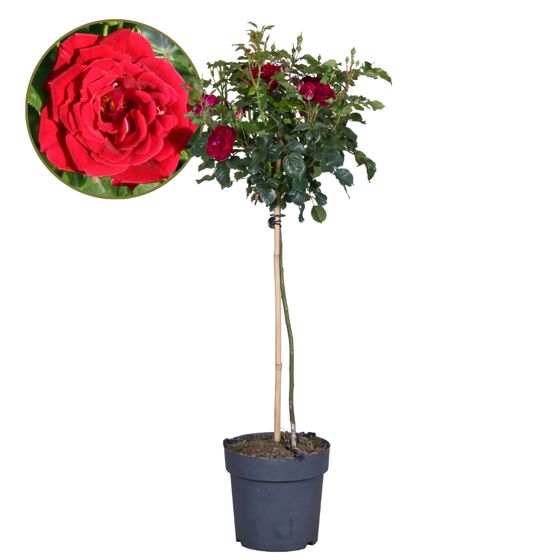 Ruusupuu - Rosa palace 'Pride' - Korkeus 80–100cm - ⌀19cm