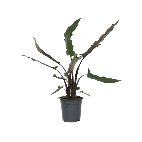 Juurakkovehka - Alocasia Lauterbachiana - Korkeus 80-90cm - ⌀19cm