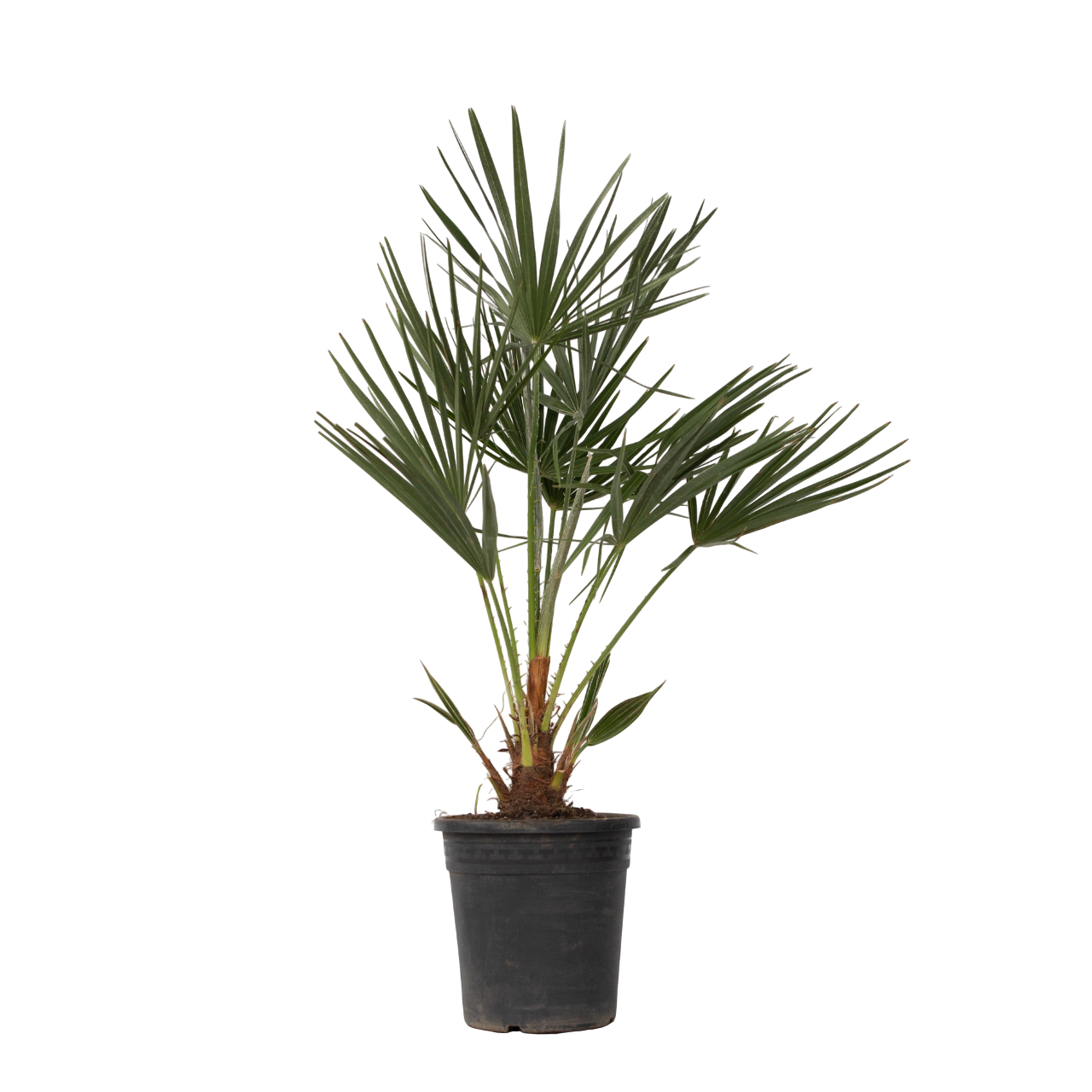 Euroopan viuhkapalmu - Chamaerops humilis - Korkeus 70-80cm - ⌀21cm