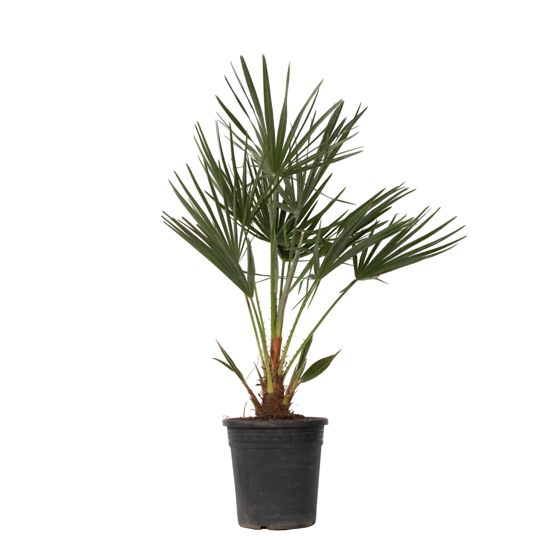 Euroopan viuhkapalmu - Chamaerops humilis - Korkeus 70-80cm - ⌀21cm