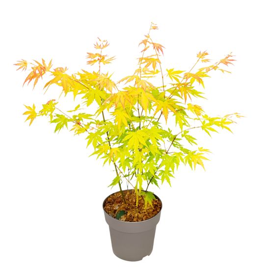 Japanin vaahtera - Acer palmatum 'Orange Dream' - Korkeus 35-55cm - ⌀15cm
