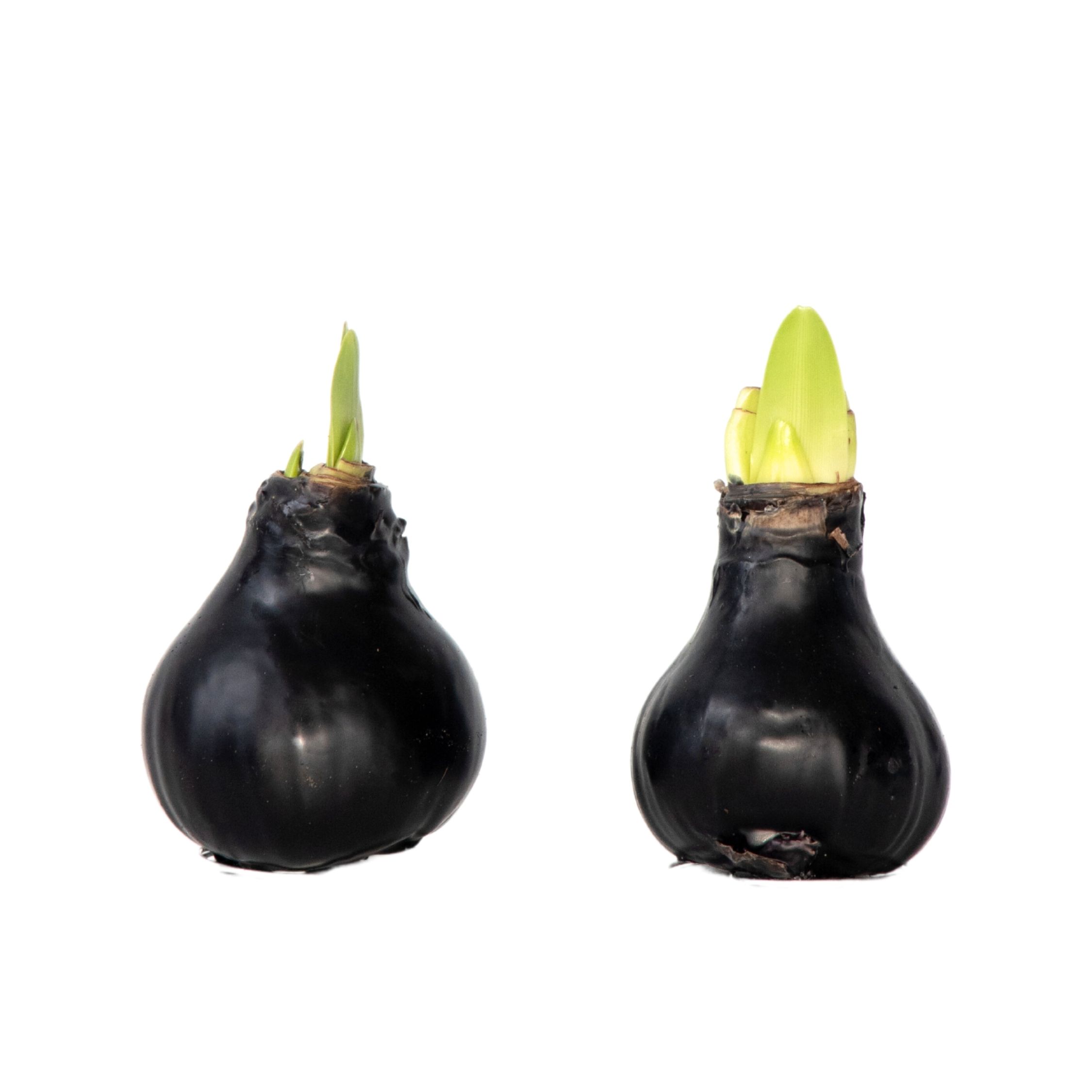 Amaryllis - Hippeastrum 'Wax Black' - Kukkasipuli - Punainen