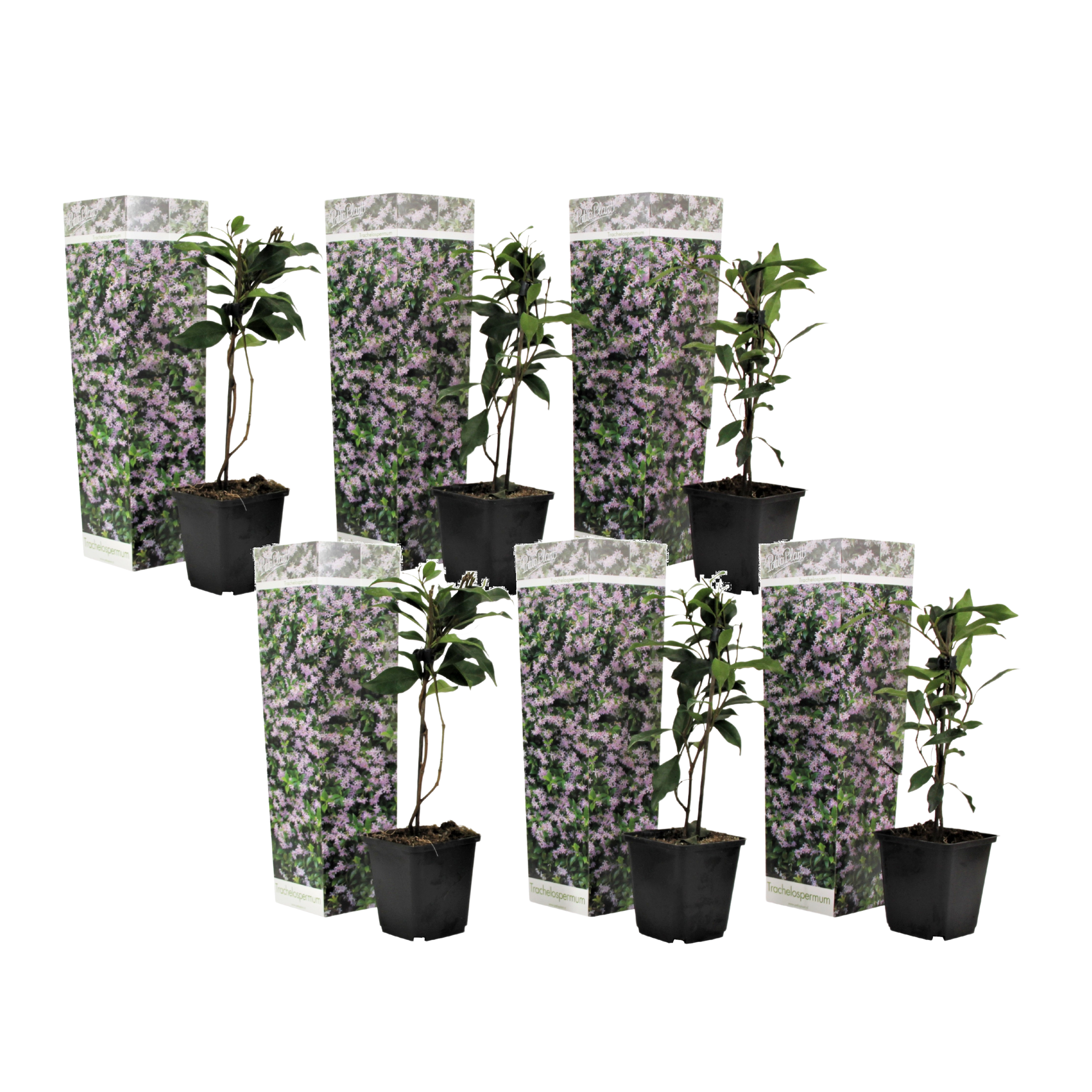 Jasmiinitähti - 6 kpl - Trachelospermum jasminoides - Korkeus 25-40cm - ⌀9cm