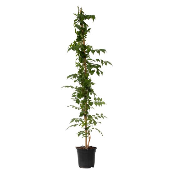 Torviviini - Campsis taglibuana 'Mme Galen' - Korkeus 110-120cm - ⌀17cm