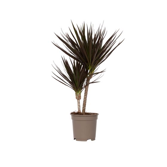 Madagaskarin lohikäärmepuu - Dracaena marginata 'Magenta' - K70-80cm - ⌀17cm