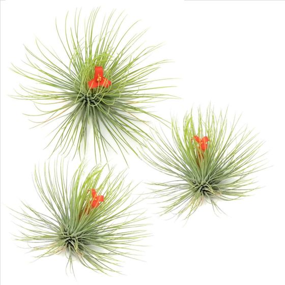 Ilmakasvi - 3 kpl - Tillandsia 'Andreana' - Korkeus 5-15cm - ⌀5cm
