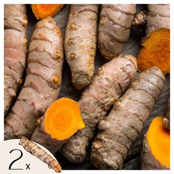 Kurkuma - 2 kpl - Curcuma longa - Juurakot