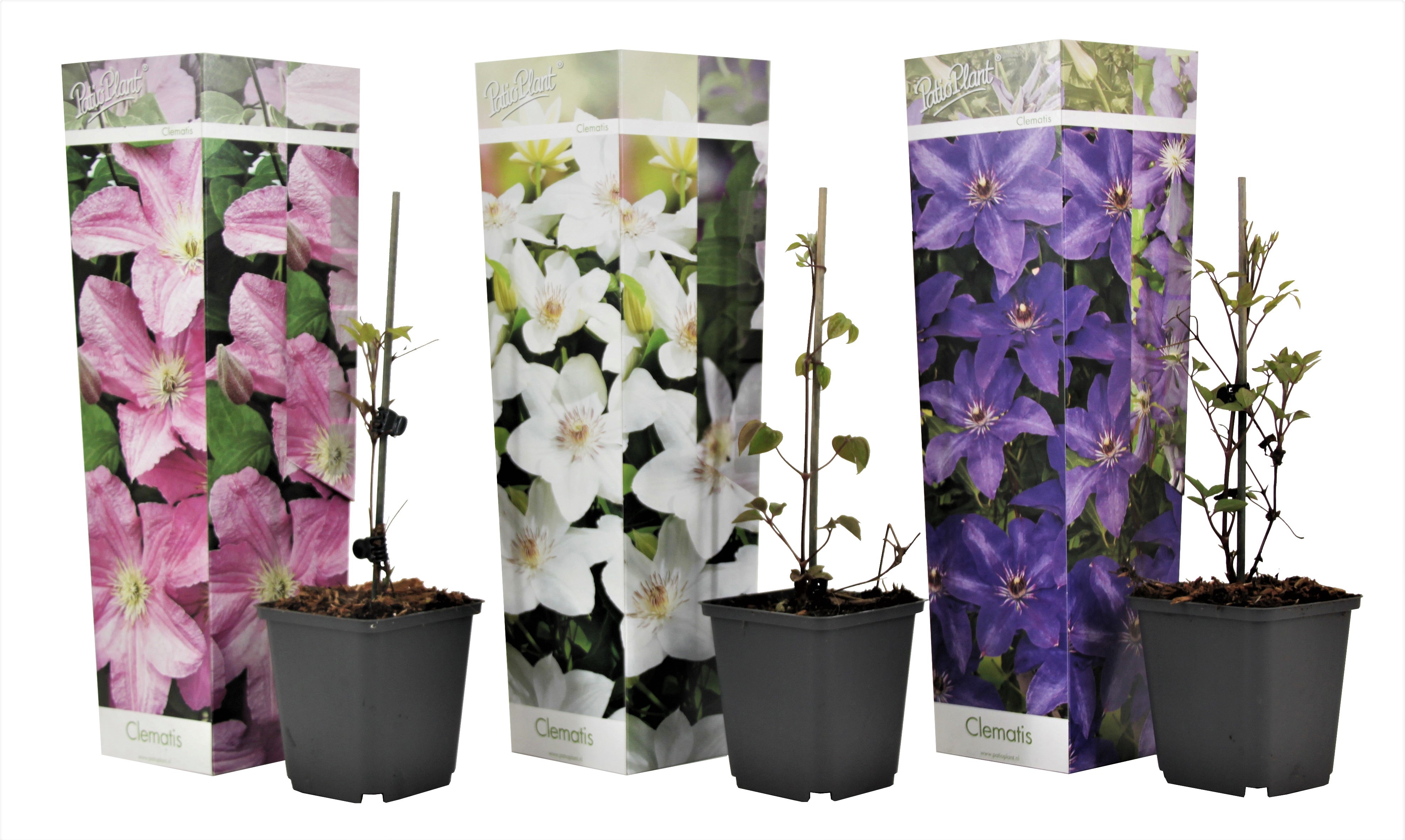 Nahkakukka - 3 kpl - Clematis hybrid - Korkeus 25-40 cm - ⌀9 cm
