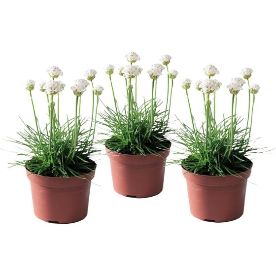Merinata - 3 kpl. - Armeria maritima 'Deep White' - Korkeus 20-30cm - ⌀12cm