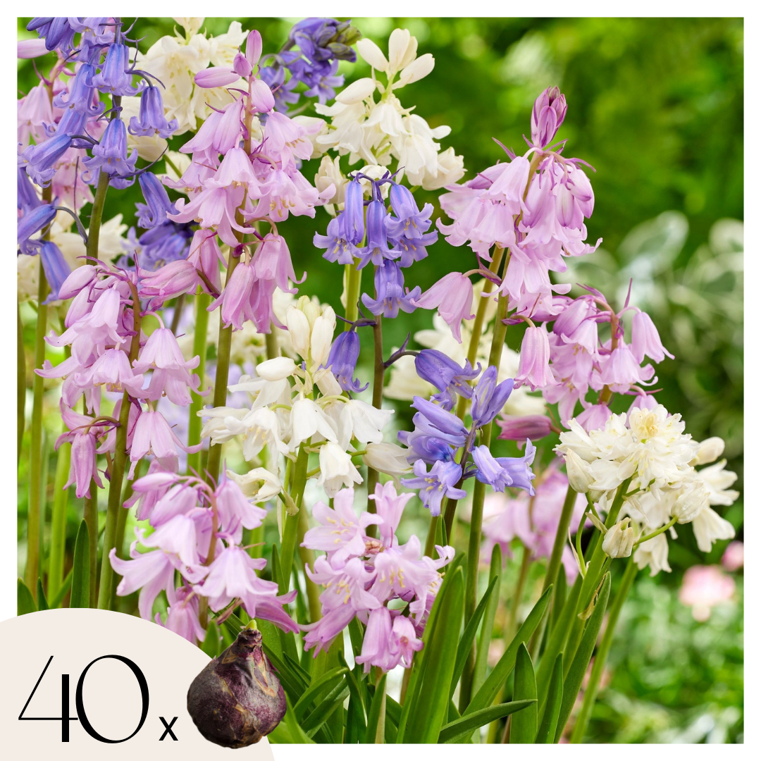 Hyasintti - 40 kpl - Hyacinthoides hispanica - Kukkasipulit