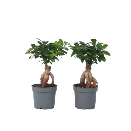 Verhotammi - 4 kpl - Ficus microcarpa - Korkeus 30-40cm - ⌀12cm