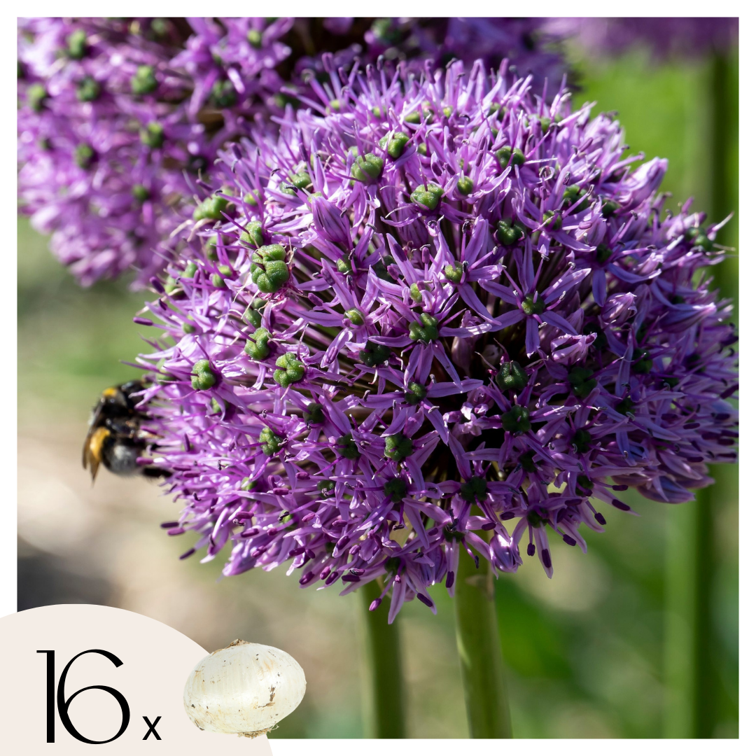Koristeiljakka - 16 kpl - Allium 'Gladiator' - Kukkasipulit - Purppura