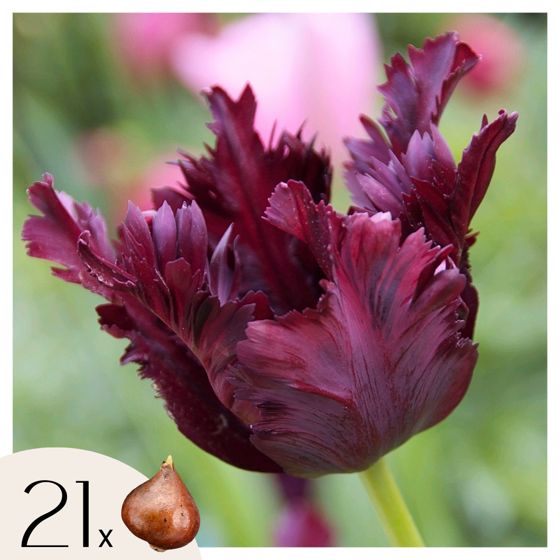 Tulppaaninsipulit - 21 kpl - Tulipa 'Black Parrot' - Kukkasipulit - Purppura