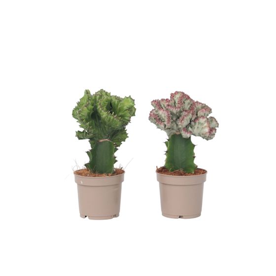 Kruunukandelabri - 2 kpl - Euphorbia 'Lactea' - Korkeus 25-30 cm - ⌀12 cm