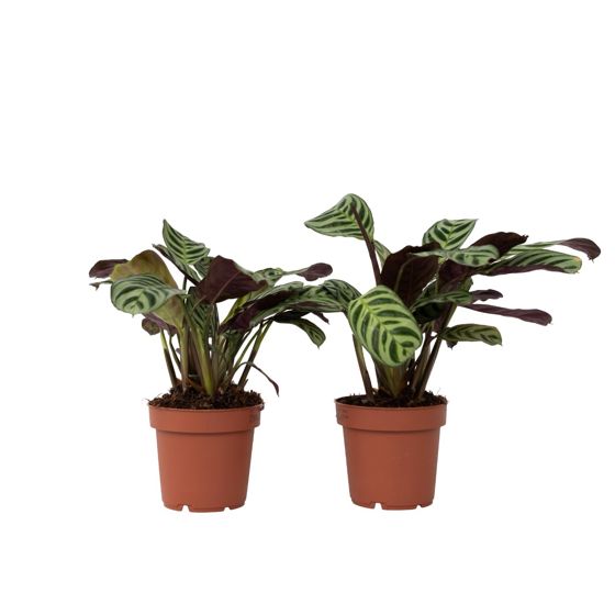 Ctenanthe-kasvi - 2 kpl - Ctenanthe 'Amagris' - Korkeus 20-30 cm - ⌀12 cm