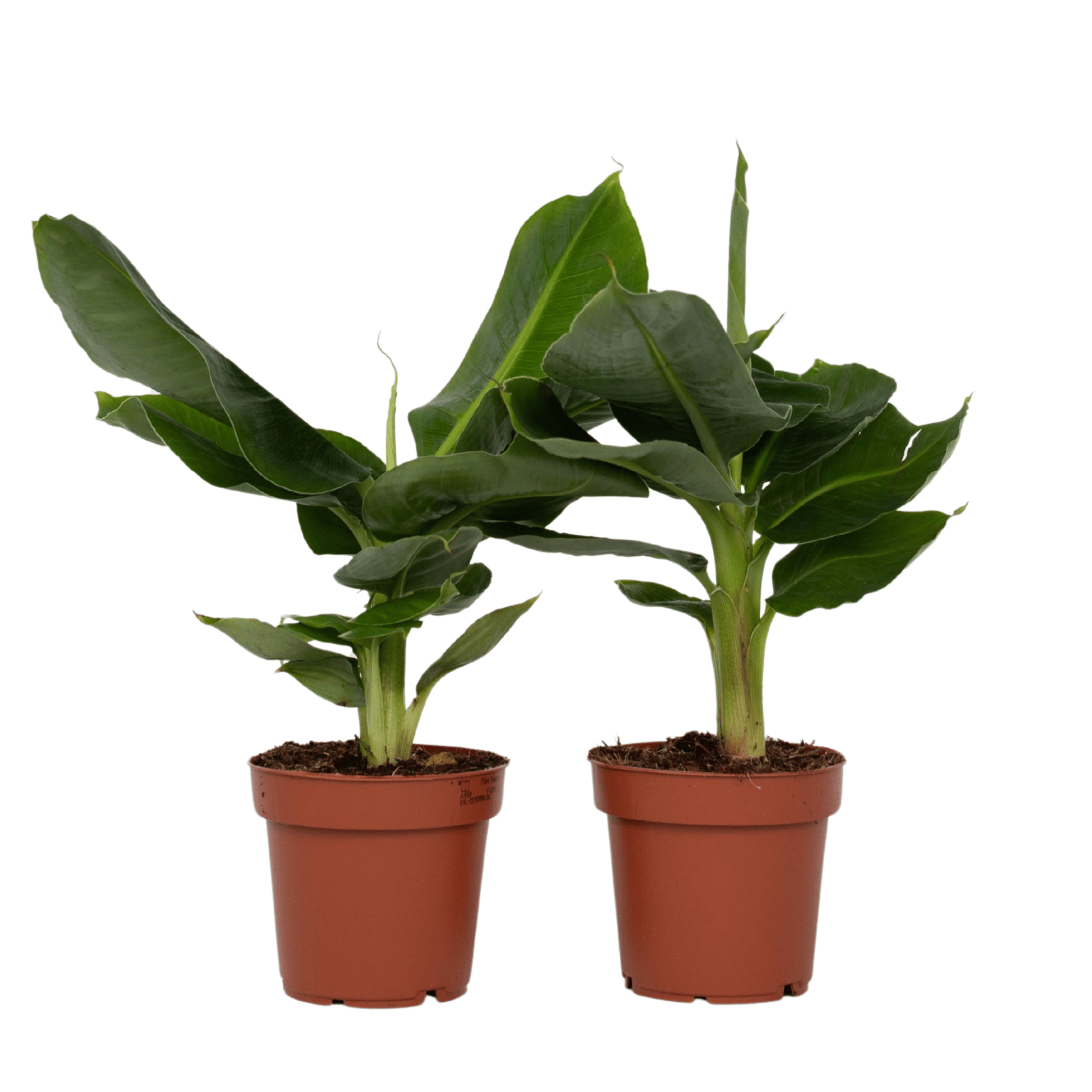 Banaanipuu - 2 kpl - Musa 'Oriental Dwarf' - Korkeus 25-40cm - ⌀12cm