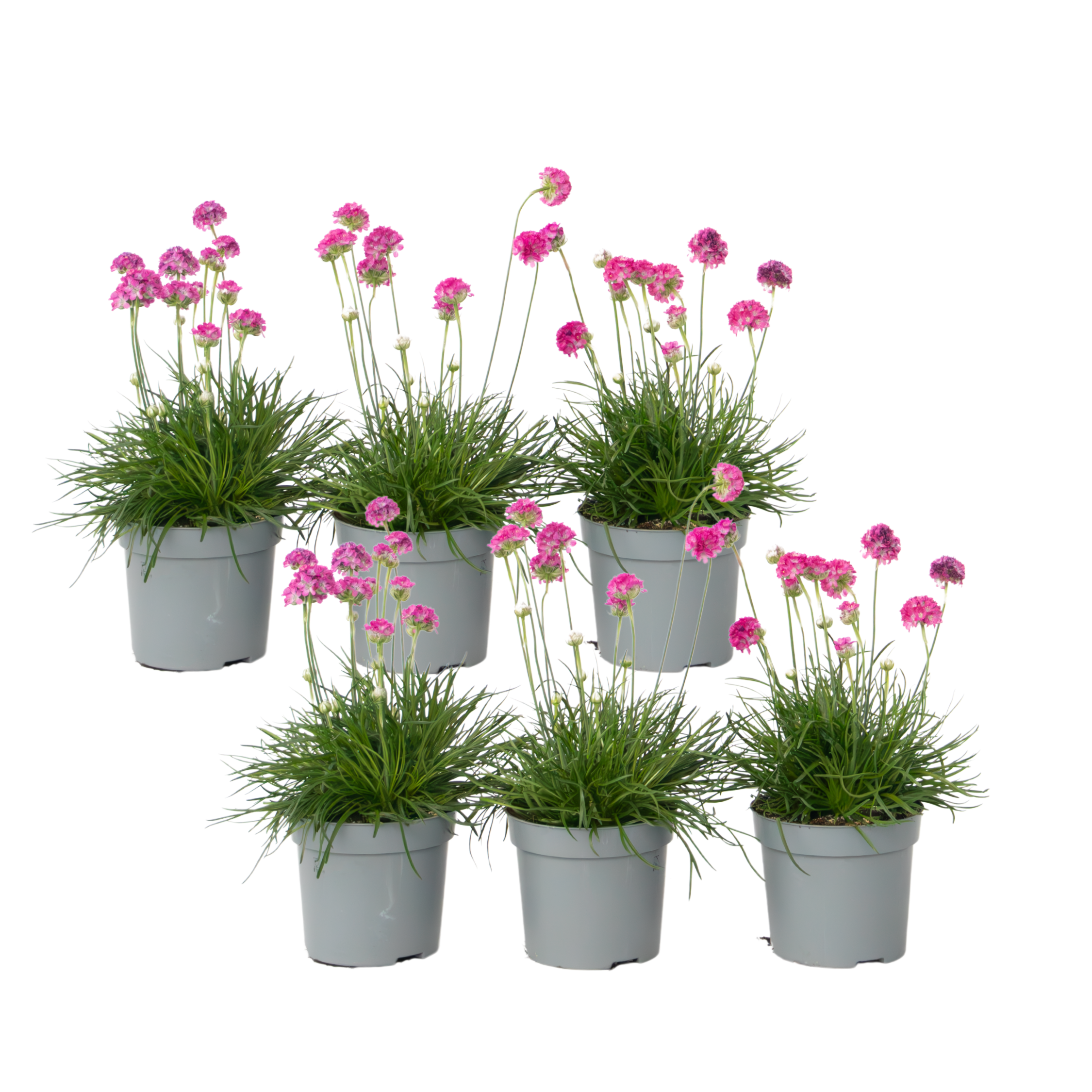 Merinata - 6 kpl. - Armeria maritima 'Deep Rose' - Korkeus 20-30cm - ⌀12cm