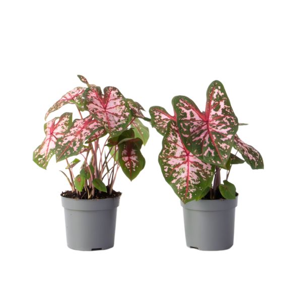 Enkelinsiivet - 2 kpl - Caladium 'Carolyn Whorton' - Korkeus 25-40cm - ⌀13cm
