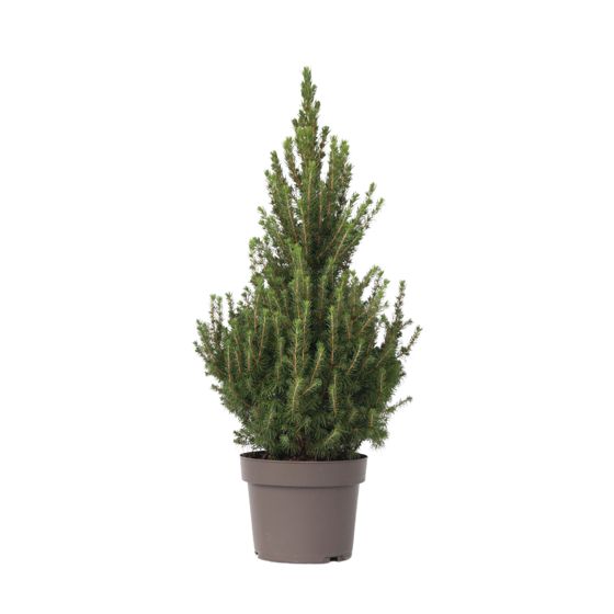 Kääpiöalbertankuusi - Picea glauca conica 'December' - Korkeus 55 cm - ⌀21 cm