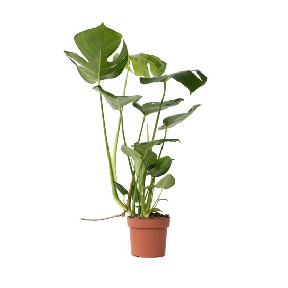 Sveitsiläinen juustokasvi - Monstera deliciosa - Korkeus 50-60cm - ⌀17cm
